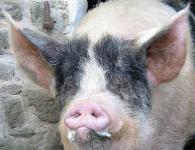 The castration procedure for piglets and its advantages