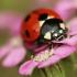 Ladybugs haqqında əlamətlər