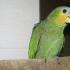 Encyklopedie majitele amazonského ptáka v přírodních podmínkách