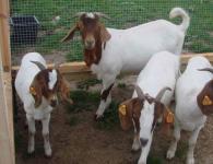 Препоръки за отглеждане на кози в домашни условия за начинаещи животновъди