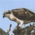 Birds of prey In what natural area does the osprey bird live?