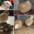 Secrets of breeding Manchurian quails When Manchurian quails fly