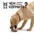 Alles, was Sie über die Pflege eines Labrador-Welpen wissen müssen: Wie man einen echten Hund großzieht