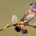 Ptak z niebieską piersią na Uralu