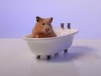 Should hamsters be washed at home?