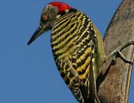 For everyone and about everything No other bird is capable of such a thing as a woodpecker