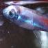 Sëmundja e peshkut neon, ose pleistoforoza: simptomat dhe trajtimi Sëmundja e peshkut neon