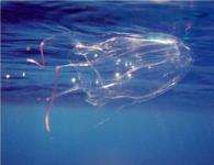 Young Italian swimmer died in the Philippines from a jellyfish sting Symptoms and signs