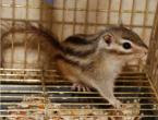 How long do chipmunks live at home, how to feed them?