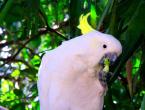 Różowa kakadu Trzymanie różowej kakadu w niewoli