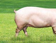Breeds of pigs with descriptions and photos for backyard breeding