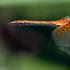 Dragonfly: përshkrimi i asaj që ha, ku fle dhe sa jeton. Cikli i zhvillimit të një pilivesa