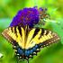 Kırlangıç ​​kuyruğu kelebeği: tanımı ve yaşam alanı