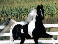 Types and breeds of heavy draft horses - description and characteristics A message about any breed of horse