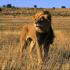 Përshkrimi, habitati, riprodhimi, ushqimi, sjellja, kërcënimet, nënllojet, videot dhe fotot e luanëve Jeta e luanëve në savanë