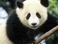 Giant panda or bamboo bear Panda and other animals