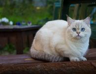 Mixed-breed cat: character, description Kitten is a mixture of British and Persian