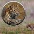 The largest wild cats