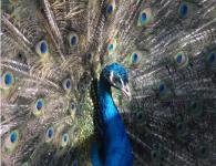 Common peacock and other breeds