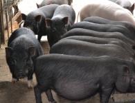 Съвети за грижа за виетнамски прасенца с клеп корем