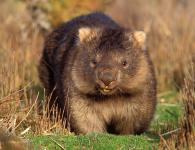 ﻿ Wombat photo, lifestyle, what it eats, reproduction