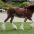 Shetland pony: description of the breed, care features and breeding