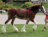 Shetland pony: zotning tavsifi, parvarish xususiyatlari va naslchilik
