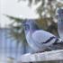 Wo und wie lange leben Tauben und andere Stadtvögel?
