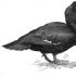 Historia udomowienia kaczek i gołębi Posłuchaj gruchania gołębia