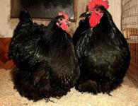 Описание на породата пилета Орпингтън