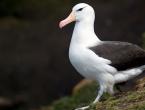 Description, features, lifestyle and habitat of the albatross