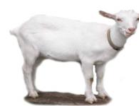 Rase de capre de lapte: descriere, fotografie