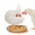 Koľko vajec môžete získať z kurčaťa a spôsoby, ako zvýšiť produkciu vajec