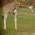 Жирафи: външен вид, какво ядат, максимална скорост на животното