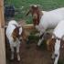 Doporučení pro domácí chov koz pro začínající chovatele