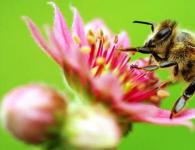 Kuidas nimetatakse väikseid mesilasi?