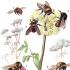 Bumblebee yosunu açıklaması.  Yosun yaban arısı.  Habitatlar ve biyoloji