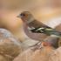 Finch obyčajný - ako to vyzerá, vlastnosti vtáka Finch popis pre deti