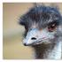 Common ostrich: description and characteristics of the species