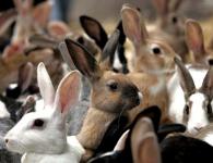 Vše o páření králíků