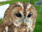 What is the difference between an eagle owl and an owl? What is the difference between an owl and an eagle owl in appearance?