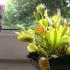พืชกินเนื้อเป็นอาหาร Dionaea (Venus flytrap)