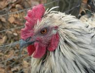 Why do chickens get sick and wheeze, how to treat it?