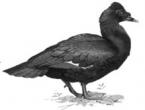 История на опитомяването на патици и гълъби Чуйте гукането на гълъб