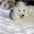 Niesamowite fakty z życia lisów polarnych