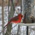 كيفية إطعام الطيور في الشتاء؟  ما لإطعام الطيور في فصل الشتاء؟  كيف تساعد الطيور في الشتاء؟  التغذية السليمة للطيور في فصل الشتاء