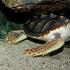 Морска костенурка къде живее това, което яде