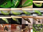 Schmetterlinge, Anatomie, Schmetterlinge, Reproduktion von Schmetterlingen