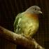 Japanese green pigeon What to do to save the Japanese green pigeon