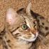 Ussurijská kočka Charakter a chování